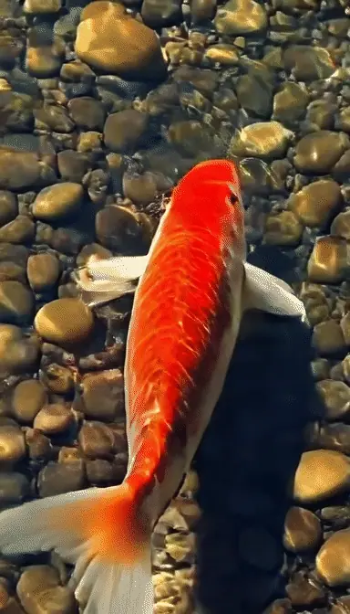 a koi fish swimming slowly through clear water over smooth pebbles, sunlight ripples